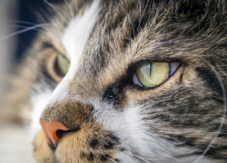 В Воронежской области водителей попросили осматривать машины перед поездкой