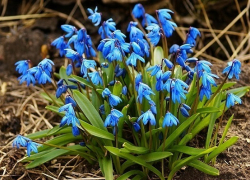 Росприроднадзор возьмет подснежники под защиту