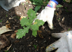 В Грибановском районе весной высадят 164 тыс. сеянцев дуба и берёзы