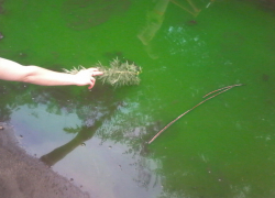 Народный репортер: "кислотные"  лужи в Борисоглебске 