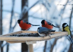 Борисоглебцев приглашают принять участие в акции «Хранители птиц»