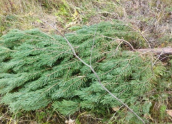 Жителям Воронежской области напомнили о наказании за незаконную вырубку сосен