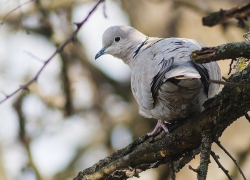 В Хопёрском заповеднике стартовал конкурс рисунков «Обыкновенная горлица»