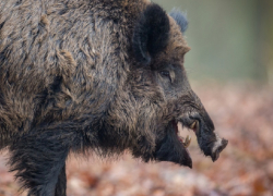 В Воронежской области начали осеннюю вакцинацию диких животных от бешенства
