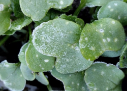 Ночные заморозки придут в Воронежскую область в середине рабочей недели