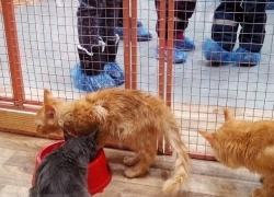 В Воронеже закроют контактную выставку с измождёнными кошками