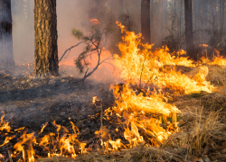 «Готовь сани летом…» В Воронежской области начали подготовку к пожароопасному сезону
