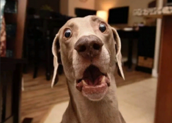 Сенаторы предлагают ограничить количество кошек и собак в квартирах