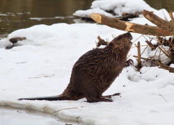 В Хоперском заповеднике посчитали бобров