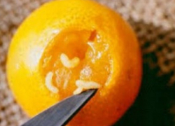 Россельхознадзор предупредил жителей Воронежской области об опасной мухе в мандаринах