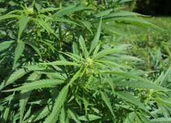 В Грибановском районе полицейские обнаружили огород, засаженный коноплей