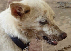 С начала года в Воронежской области бешенством заразились 80 животных