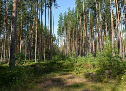 В Воронежской области в рамках нацпроекта «Экология» обследуют 2,4 тыс. га лесов