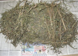 У жителя Борисоглебска изъяли 68 граммов маковой соломки