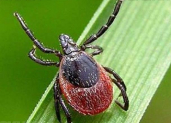 В Воронежской области жертвами клещей стали 49 детей