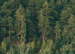 В Воронежской области в 2026 году посадят 1929 гектаров леса