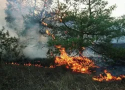В 19 районах Воронежской области ввели чрезвычайный уровень пожарной опасности 