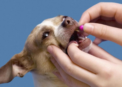 40 упаковок контрафактных лекарственных препаратов были изъяты из ветеринарной аптеки  г. Борисоглебска