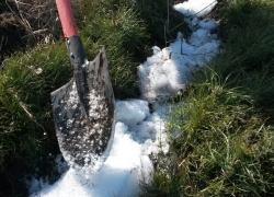 Более 1,3 тыс га нового леса в этом году посадят в Воронежской области