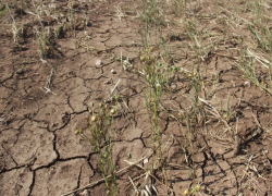 Как повлияет глобальное изменение климата на Воронежскую область, рассказали специалисты