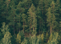 С 1 апреля в Воронежской области начнется пожароопасный сезон