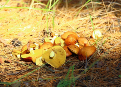 В Борисоглебске в разгаре грибной сезон