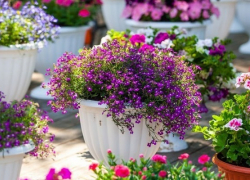 Школьники из Новохопёрска стали лауреатами международного фестиваля «Moscow Flower Show-2018»