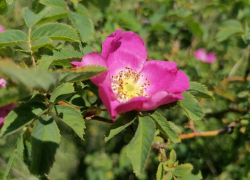 Летняя жара и опасное солнце ожидают борисоглебцев на длинных выходных