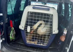 Зайца и лебедя спасли из плохого зоопарка и привезли в  Воронежскую область 