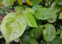 В последние выходные мая в Борисоглебске будет дождливо