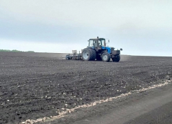 Терновские аграрии заново пересевают погибшие из-за заморозков посевы