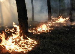 В Борисоглебске продолжается череда умышленных поджогов леса