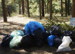 Лесничества Воронежской области планируют ликвидировать 53 свалки общей площадью 49 гектаров