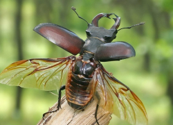 Борисоглебцев призывают спасать редких рогатых жуков