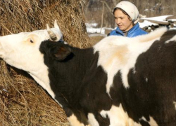 Как «многодетная» корова Марта удивила всю Воронежскую область
