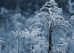 Когда в Воронежскую область придёт зима рассказали синоптики