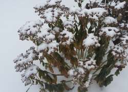 Синоптики рассказали, какой будет погода в Воронежской области в ближайшие два дня