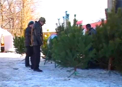 В Борисоглебске начали работать елочные базары