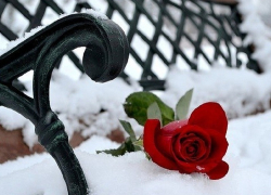 В Воронежской области свадебный бум в День всех влюблённых не состоялся