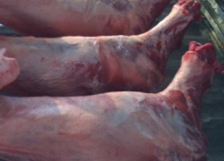 Более полутонны неизвестного мяса уничтожили в Поворинском районе