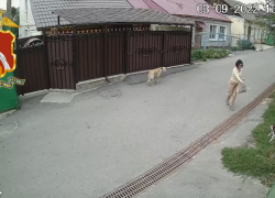Жительница Воронежской области хладнокровно и безжалостно уничтожала собак, встречавшихся ей на улицах 