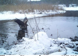 Потрясающие зимние фото живой природы опубликовали сотрудники Хоперского заповедника