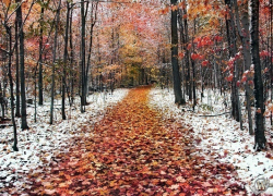 Гидрометцентр опубликовал предварительный прогноз на предстоящую зиму в Воронежской области