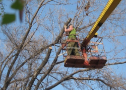 Почти миллион рублей потратит Борисоглебский округ на спил аварийных деревьев 