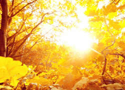 Какая погода ждёт жителей Воронежской области на этой неделе, рассказали синоптики