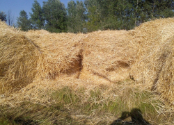 Строительство «Князь-града» начинается. В Борисоглебск прибыла первая партия соломы.