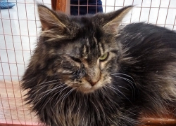 Выставка «Федерация кошек», побывавшая в Борисоглебске, вызвала скандал в Воронеже