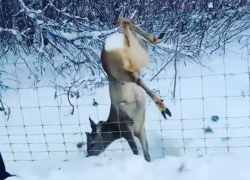 Спасение воронежцами косули попало на видео