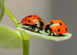 О нашествии божьих коровок сообщают жители Воронежской области