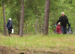 Несколько жителей Борисоглебска добровольно вышли на уборку соснового леса